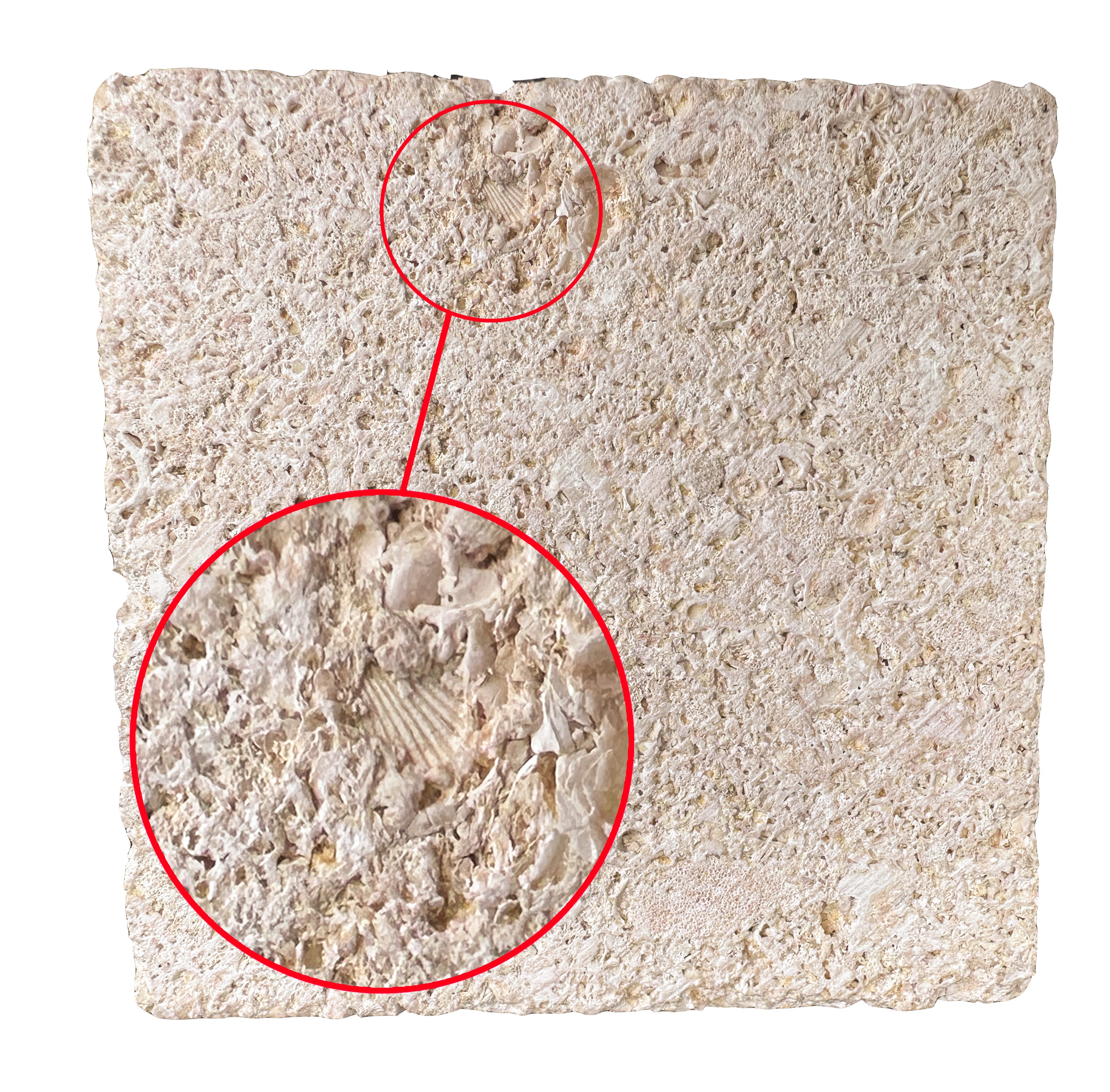 European Stone Wall Cladding Free Form Loose Stone - Fossil